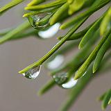 Dripping Pine Needles_DSCF01206-7